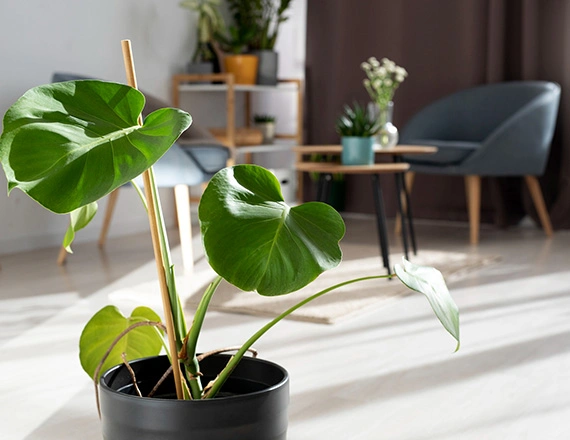 100+ Exotic plants with a French-inspired design